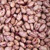 Light Speckled Kidney Beans Exporters, Wholesaler & Manufacturer | Globaltradeplaza.com