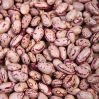 resources of Light Speckled Kidney Beans exporters