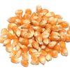 Popcorn Seeds For Sale Exporters, Wholesaler & Manufacturer | Globaltradeplaza.com