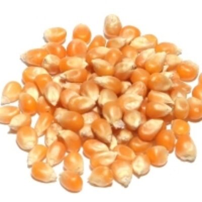 resources of Popcorn Seeds For Sale exporters