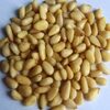 Natural Pine Nut Exporters, Wholesaler & Manufacturer | Globaltradeplaza.com