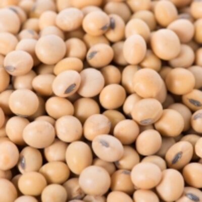 resources of Non Gmo Soybeans exporters