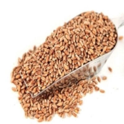 resources of Wheat Kernels exporters