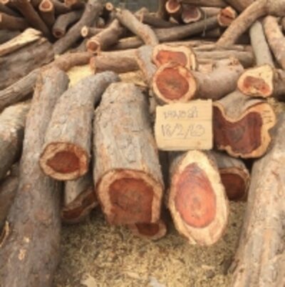 resources of Rose Wood Praduek Wood exporters