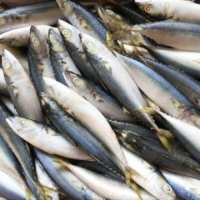 Frozen Fish (Mackerel,sardin,salmon) Exporters, Wholesaler & Manufacturer | Globaltradeplaza.com