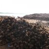 Dry Coconut Shell Husk For Biofuel Exporters, Wholesaler & Manufacturer | Globaltradeplaza.com