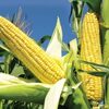 Corn Exporters, Wholesaler & Manufacturer | Globaltradeplaza.com