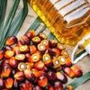 Crude Palm Oil Exporters, Wholesaler & Manufacturer | Globaltradeplaza.com