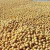 Soybean Gmo And Non Gmo Exporters, Wholesaler & Manufacturer | Globaltradeplaza.com