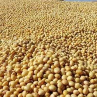 Soybean Gmo And Non Gmo Exporters, Wholesaler & Manufacturer | Globaltradeplaza.com