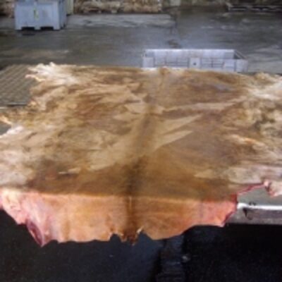 Salted Bovine Leather Cowhide Exporters, Wholesaler & Manufacturer | Globaltradeplaza.com
