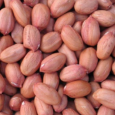 resources of Ground Nuts Or Peanut Kernels exporters