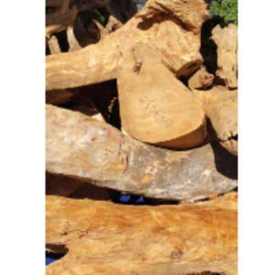 resources of Sandalwood Logs exporters