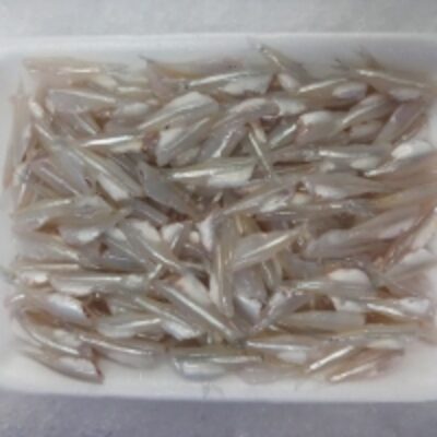 resources of Anchovy Fish exporters