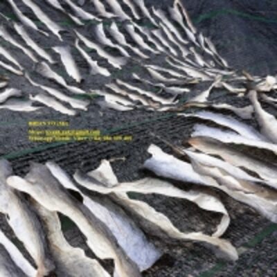 resources of Dried Pangasius Skin exporters