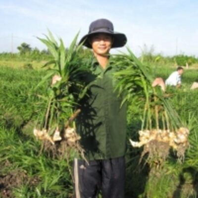 resources of Ginger From Viet Nam exporters