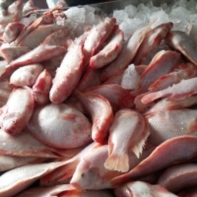 resources of Red Tilapia exporters