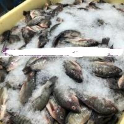 resources of Black Tilapia Wr/wggs/moon Cut exporters