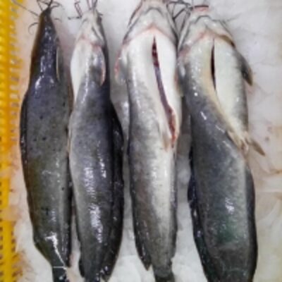 resources of Catfish exporters