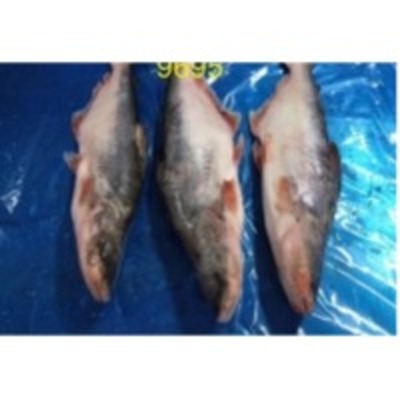 resources of Pangasius Fillet exporters
