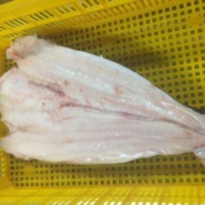 resources of Pangasius Butterfly exporters