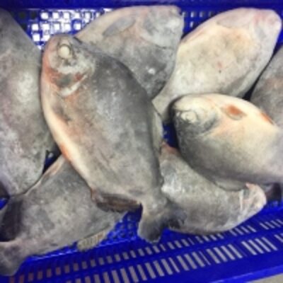 resources of Red Pomfret Wr Fish exporters