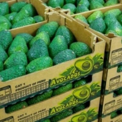 Avocado Fuerte Exporters, Wholesaler & Manufacturer | Globaltradeplaza.com