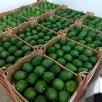Avocado Hass From Peru Exporters, Wholesaler & Manufacturer | Globaltradeplaza.com