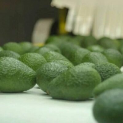Avocado Hass Exporters, Wholesaler & Manufacturer | Globaltradeplaza.com