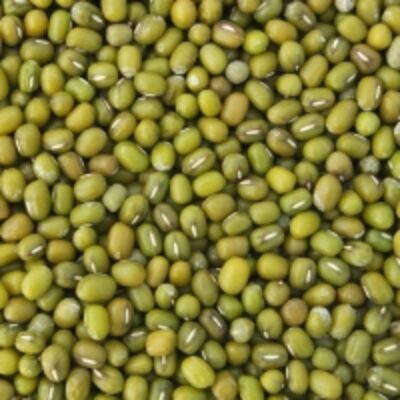 Moong Beans Exporters, Wholesaler & Manufacturer | Globaltradeplaza.com