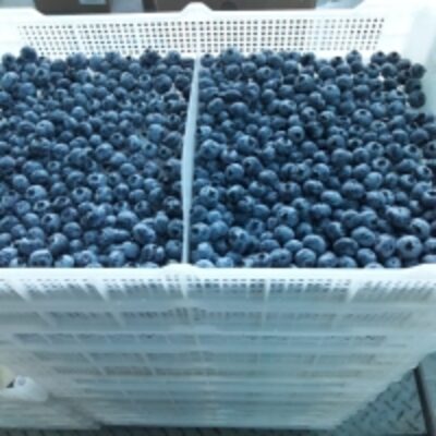 Fresh Blueberries Exporters, Wholesaler & Manufacturer | Globaltradeplaza.com