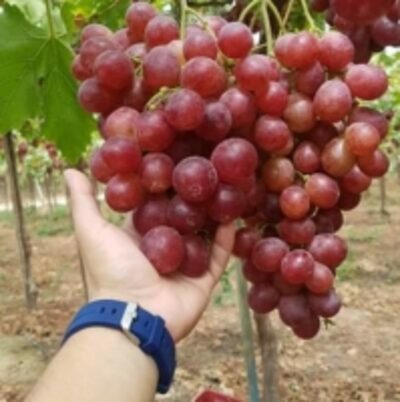 Red Globe Grapes Exporters, Wholesaler & Manufacturer | Globaltradeplaza.com