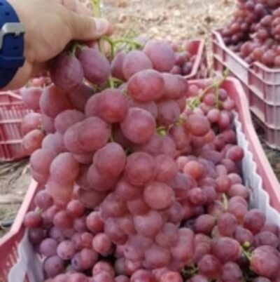 Uvas Red Globe Grapes Exporters, Wholesaler & Manufacturer | Globaltradeplaza.com