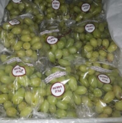 Sweet Globe Grapes Exporters, Wholesaler & Manufacturer | Globaltradeplaza.com