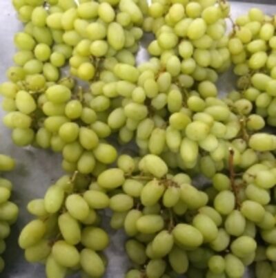 Thompson Seedless Grapes Exporters, Wholesaler & Manufacturer | Globaltradeplaza.com