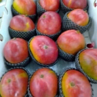 Mango Exporters, Wholesaler & Manufacturer | Globaltradeplaza.com