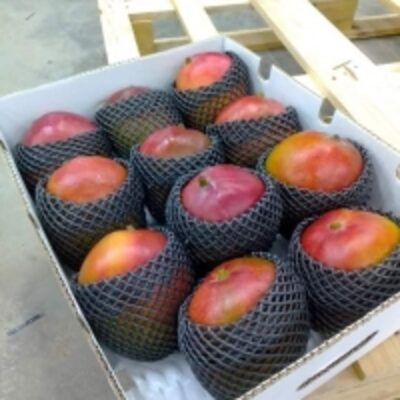 Mango Kent From Peru Exporters, Wholesaler & Manufacturer | Globaltradeplaza.com