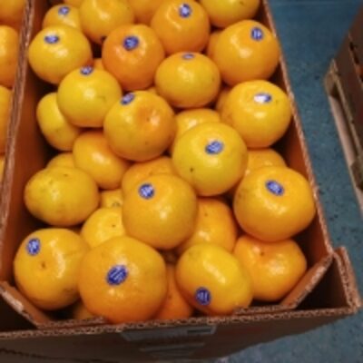 Clementine Exporters, Wholesaler & Manufacturer | Globaltradeplaza.com