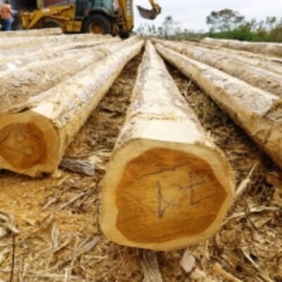 Teak Log Exporters, Wholesaler & Manufacturer | Globaltradeplaza.com