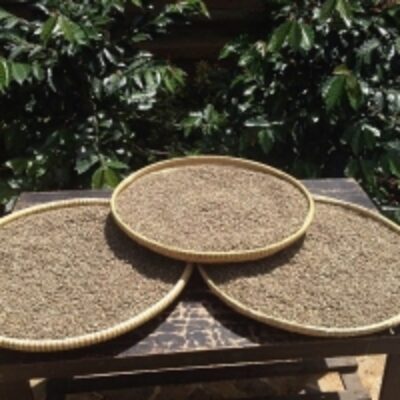 resources of Pure Wild Kopi Luwak Arabica Coffee exporters