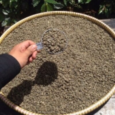 resources of Pure Wild Kopi Luwak Arabica Coffee Green Bean exporters