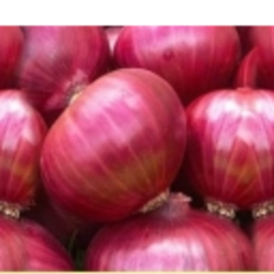 resources of Indian Onion exporters
