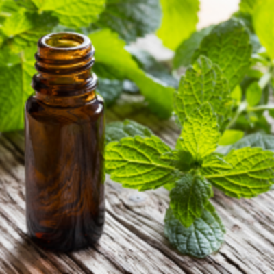 resources of Melissa Essential Oil exporters
