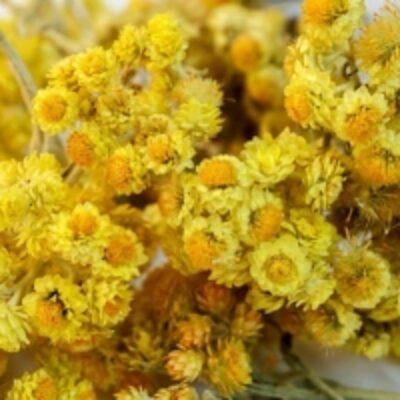 resources of Helicrysum Essential Oil exporters