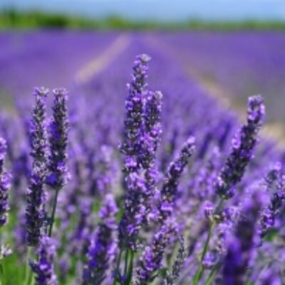 resources of Lavender Essential Oil exporters