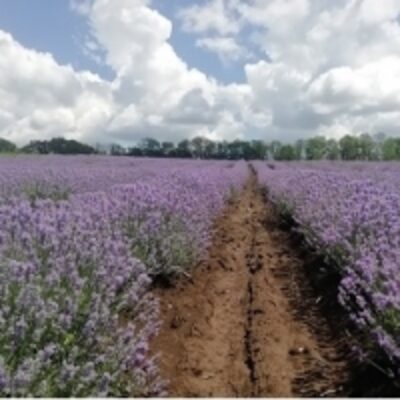 resources of Lavender Oil exporters