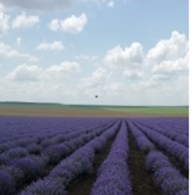 resources of Lavender Oil Harvest 2020 exporters