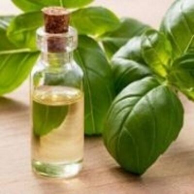 resources of Basil Oil exporters