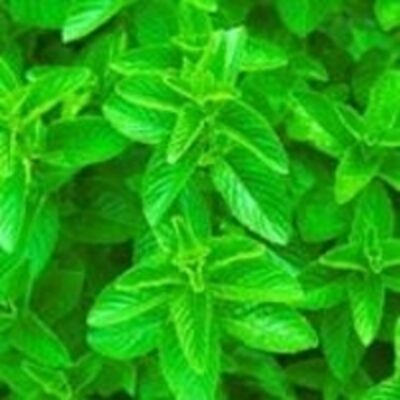 resources of Spearmint Oil exporters