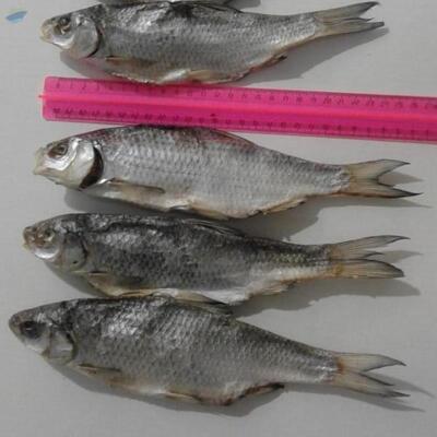 resources of Dried Fish exporters